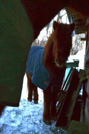 Tyra and Hrimmi behind the hay shed